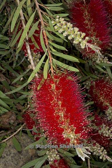 callistemon speciosus 5 graphic